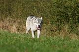 SIBERIAN HUSKY 802
